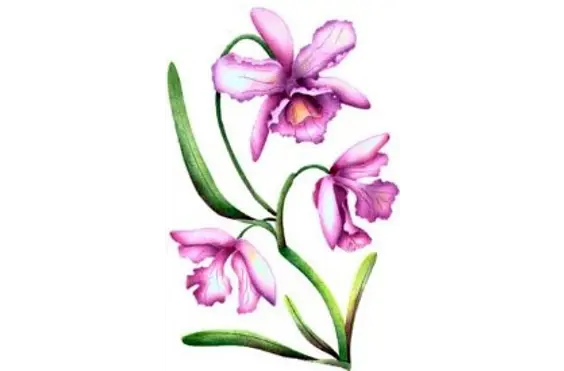 Orchids Care - outside view of care home