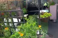 Photo of the garden where applicable