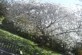 Photo of the garden where applicable