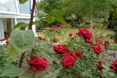 Photo of the garden where applicable